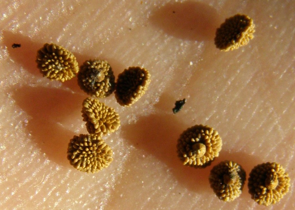 Curiosit� Scutellaria